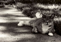 Lazy Cat